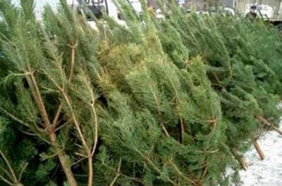 Заготовка Новогодних Елок