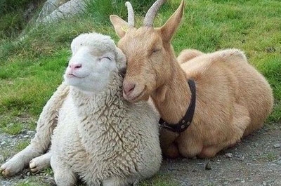 ÐÐ°ÑÑÐ¸Ð½ÐºÐ¸ Ð¿Ð¾ Ð·Ð°Ð¿ÑÐ¾ÑÑ Ð°Ð³Ð½ÑÐµÐ² Ð¾Ñ ÐºÐ¾Ð·Ð»Ð¸Ñ