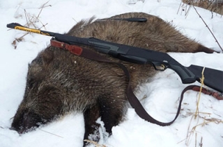 Валерий Радаев запретил до весны охоту на кабана
