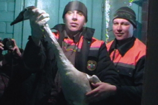 Аткарские спасатели два часа боролись за жизнь пары лебедей