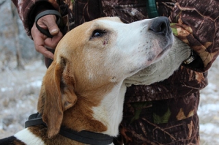 Гончие собаки гоняли зайца-русака в Дьяковском лесу