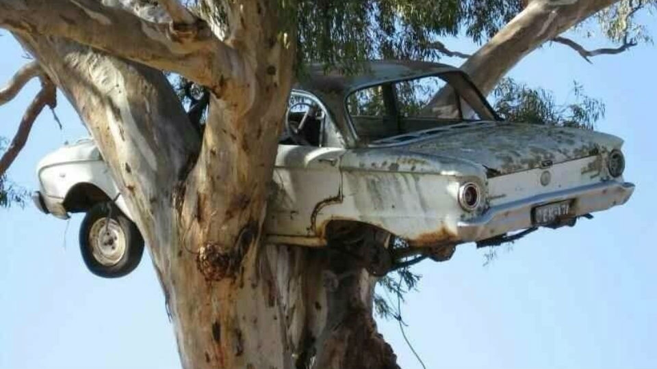 Спасатели спустили на землю зависший на дереве BMW