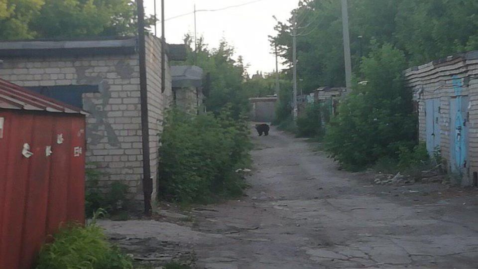 В Балакове разъяренный медведь искалечил двух пешеходов