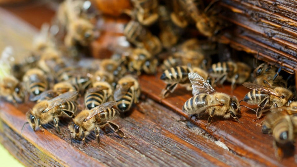 Массовая гибель пчел. Россельхознадзор назвал виновника экологической катастрофы