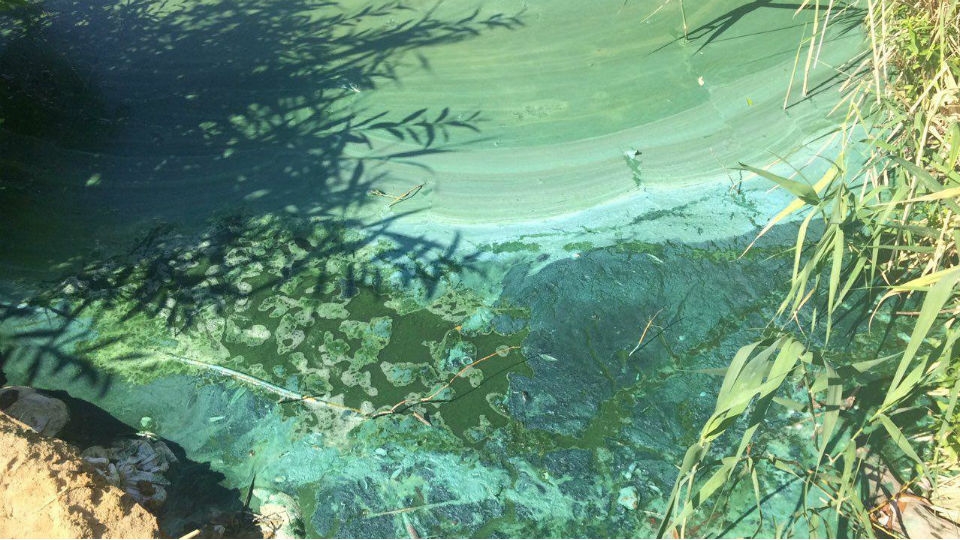 Саратовский пруд уничтожен в результате слива химической жидкости