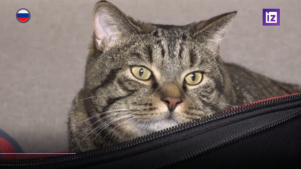 Толстый кот может ввести единые нормы перевозки животных для авиакомпаний