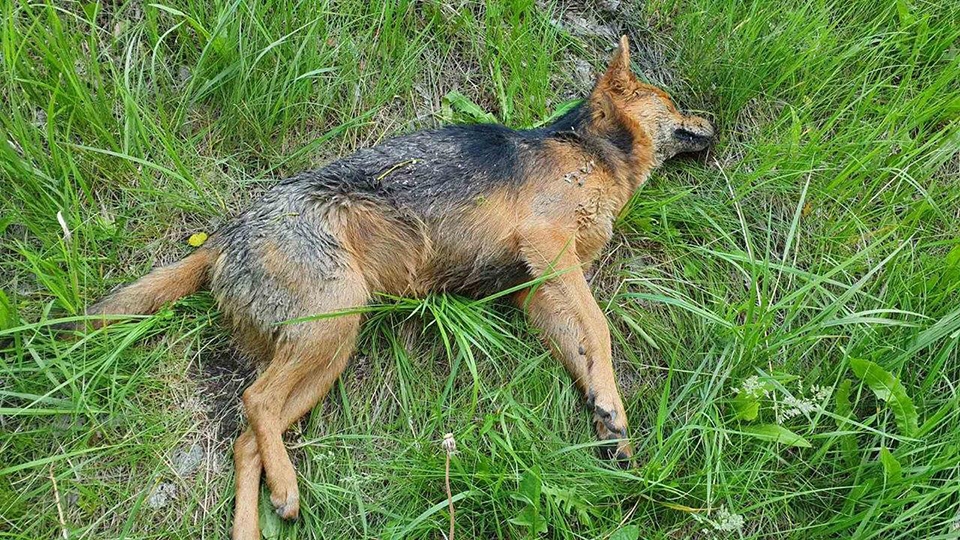 В Елшанке на автостоянке застрелили щенков, в Дачном отравили собак