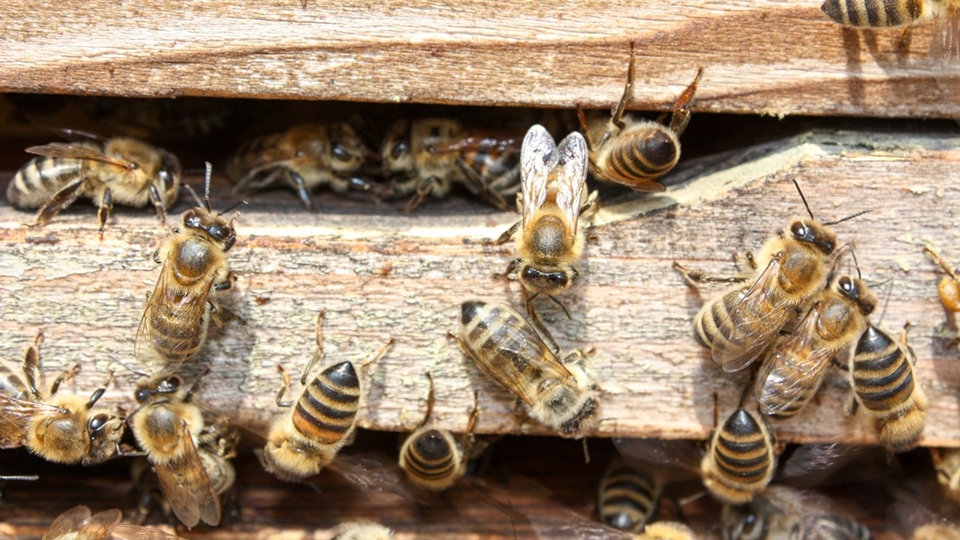 Иностранцу не дали провезти больных пчел в Саратовскую область