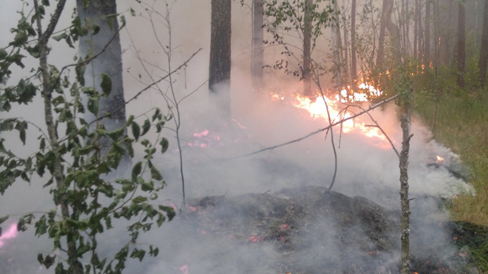 Загорелся лес в Базарно-Карабулакском районе