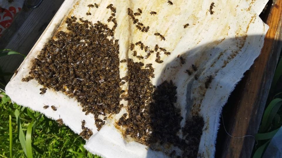 В Лысогорском районе после обработки полей стали массово гибнуть пчелы