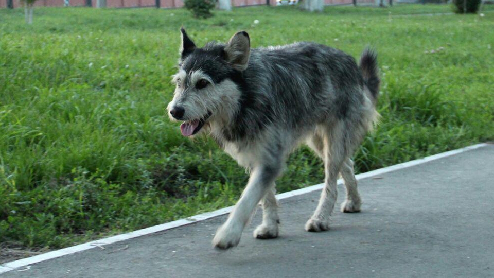 В Ленинском районе на одном и том же адресе собаки дважды покусали детей