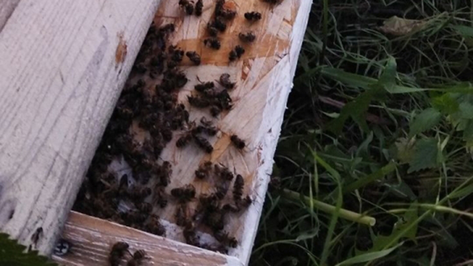 Причиной массовой гибели пчел в Лысогорском районе стало отравление пестицидами