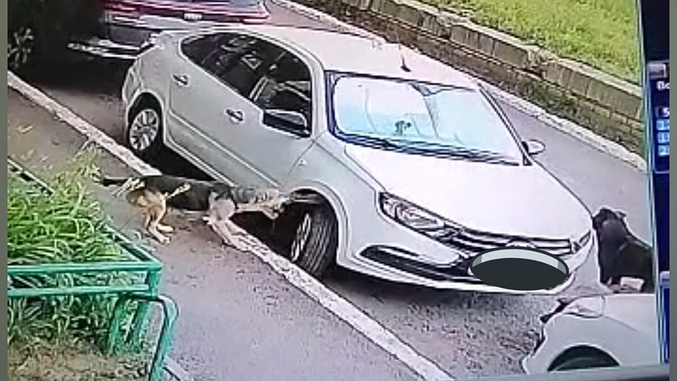 В Саратове бродячие собаки погрызли автомобиль во дворе дома