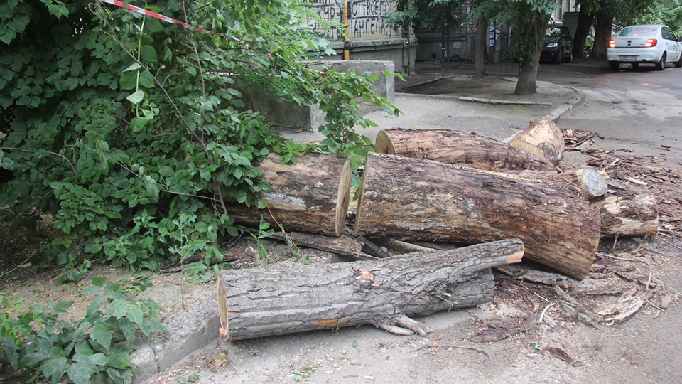 В Саратове вырубят еще более 60 деревьев