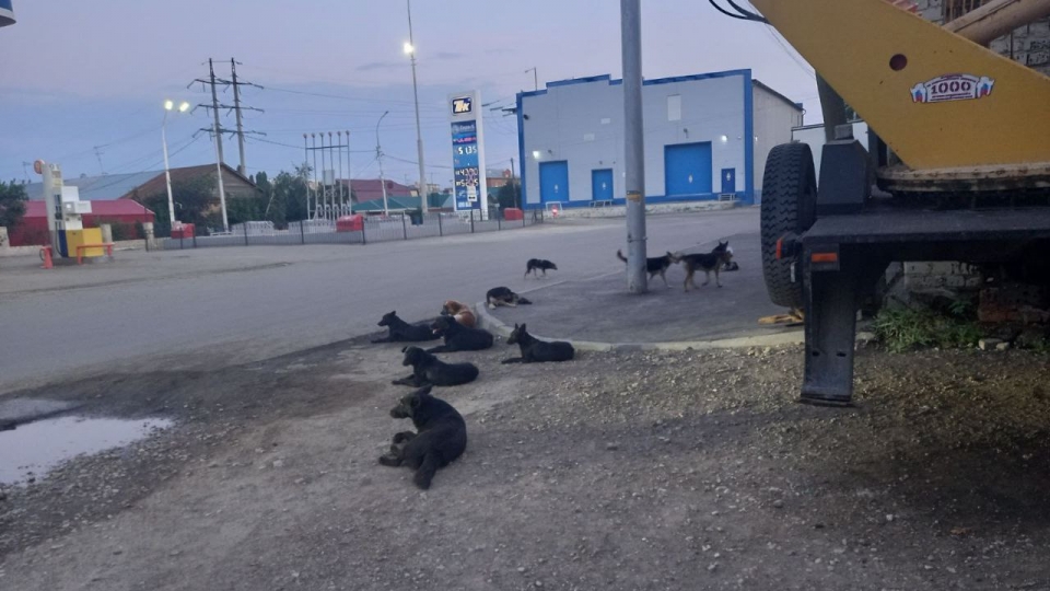 Саратовцы о стае собак в центре города: 