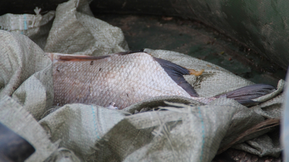 Энгельсский браконьер отработает незаконный вылов 140 рыб