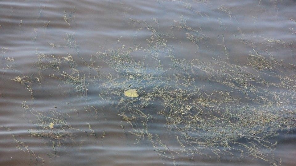 В охладительном пруду Балаковской АЭС утонула женщина