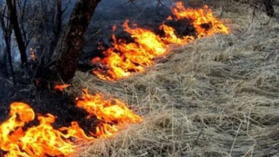 За неделю в Саратовской области выгорело более 4 гектаров леса