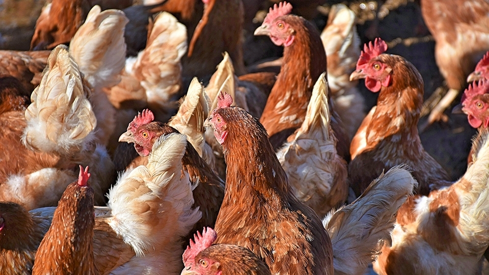 На саратовской птицефабрике нашли птичий грипп. Объявлен карантин