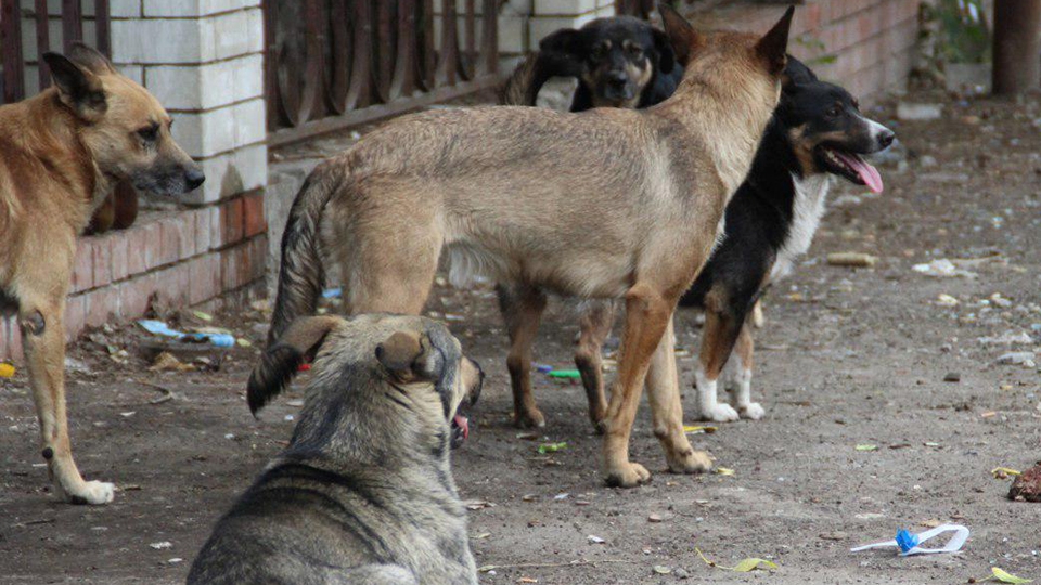 В Саратовской области отловят 13740 собак
