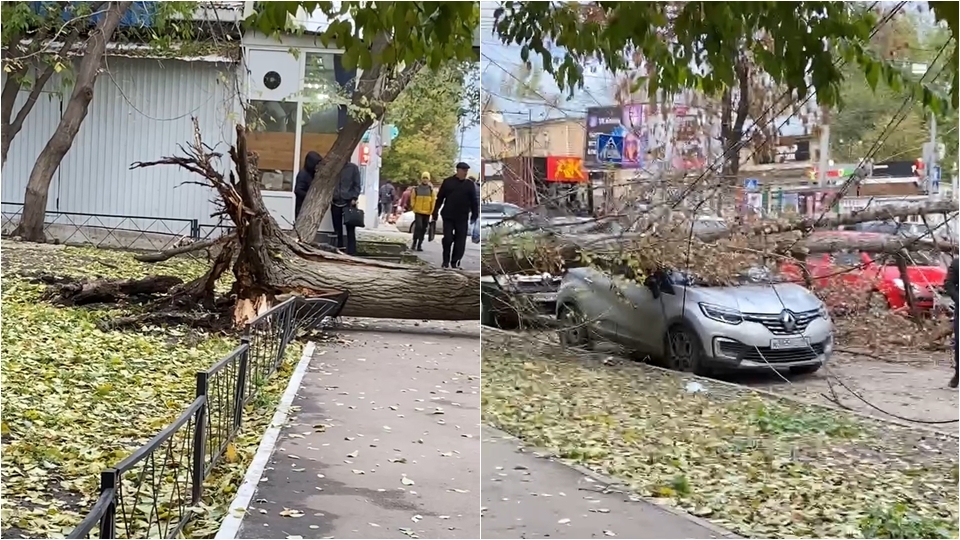 На перекрестке в центре Саратова рухнуло большое дерево