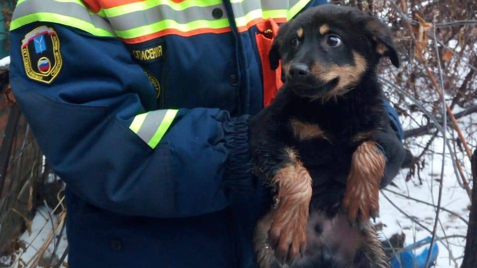 В Балакове спасатели достали щенка из колодца с водой