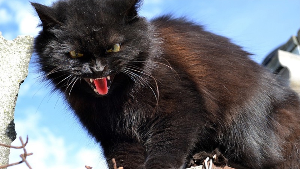 В Усть-Курдюме обнаружен бешеный кот