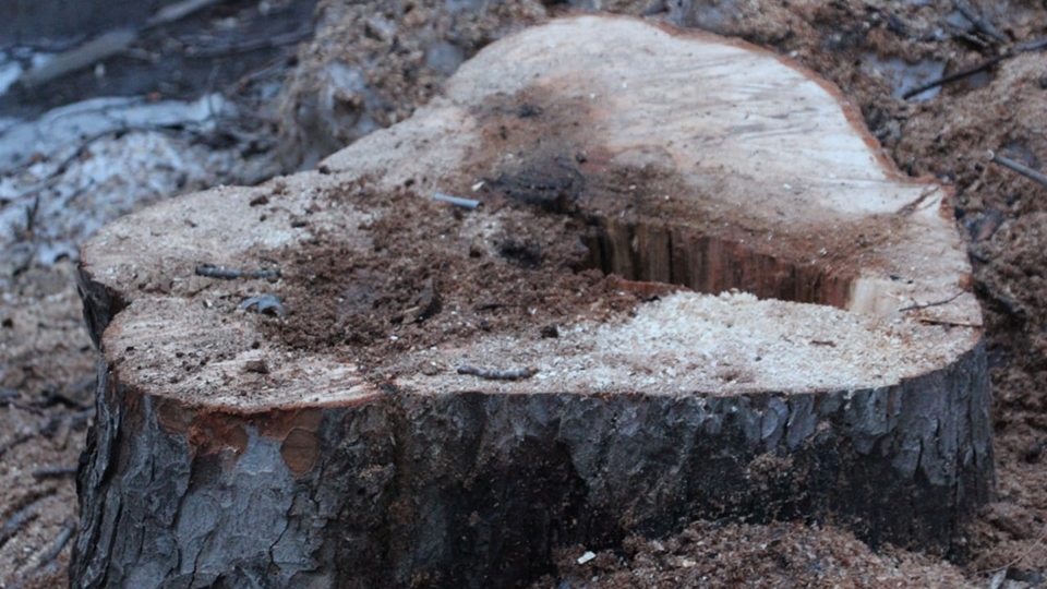 В Саратове хотят вырубить еще 70 деревьев и на четырех сотнях провести обрезку