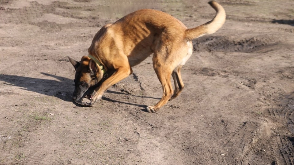 Нападения собак в Саратове. Глава СКР требует объяснить волокиту по уголовному делу