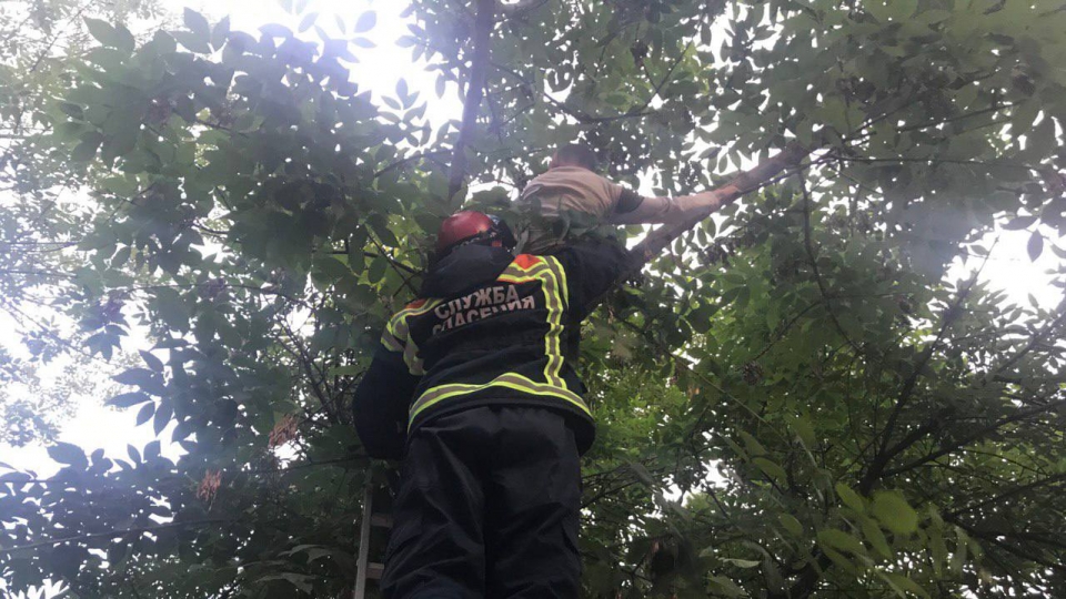 В Энгельсе спасатели сняли застрявшего на дереве ребенка