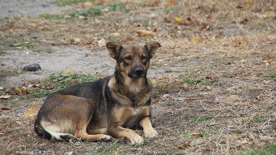 В Энгельсе бездомные собаки и решения чиновников поссорили зоозащитников