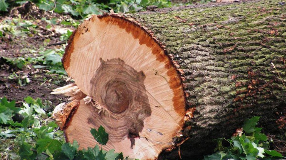 Неизвестные вырубили в саратовском лесу 64 дерева. Ущерб превысил 3,4 млн