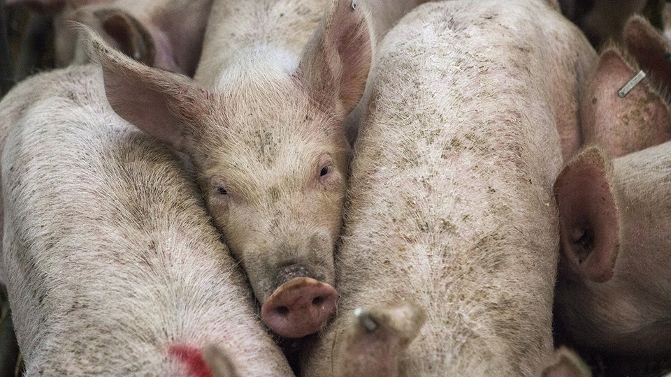 Энгельсского свиновода оштрафовали за небезопасное содержание поголовья