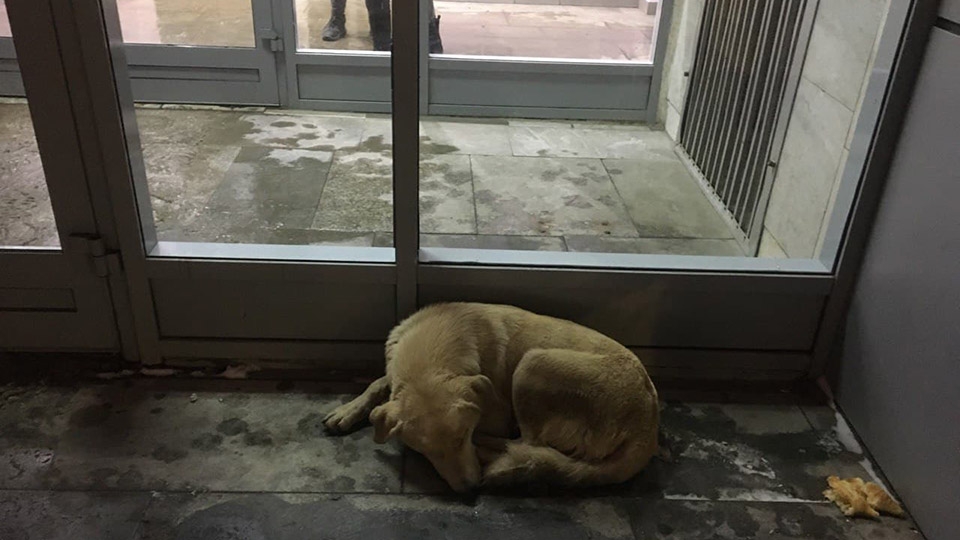 Саратову и трем районам выделят 58 млн на пункты временного содержания бездомных собак