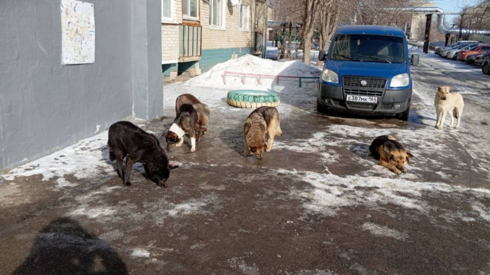 В Заводском районе бродячие собаки не пускают жильцов в их дом