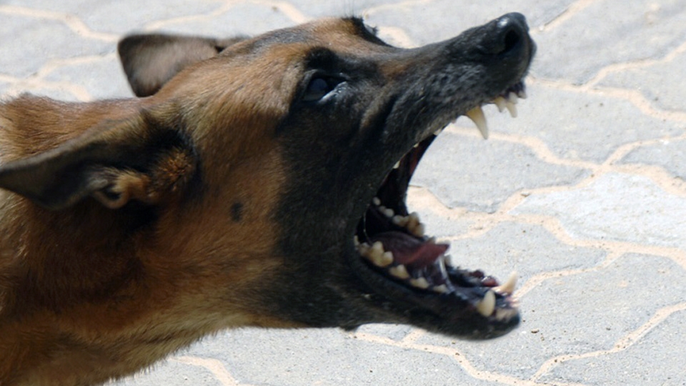 В Саратове бездомная собака укусила лицеиста