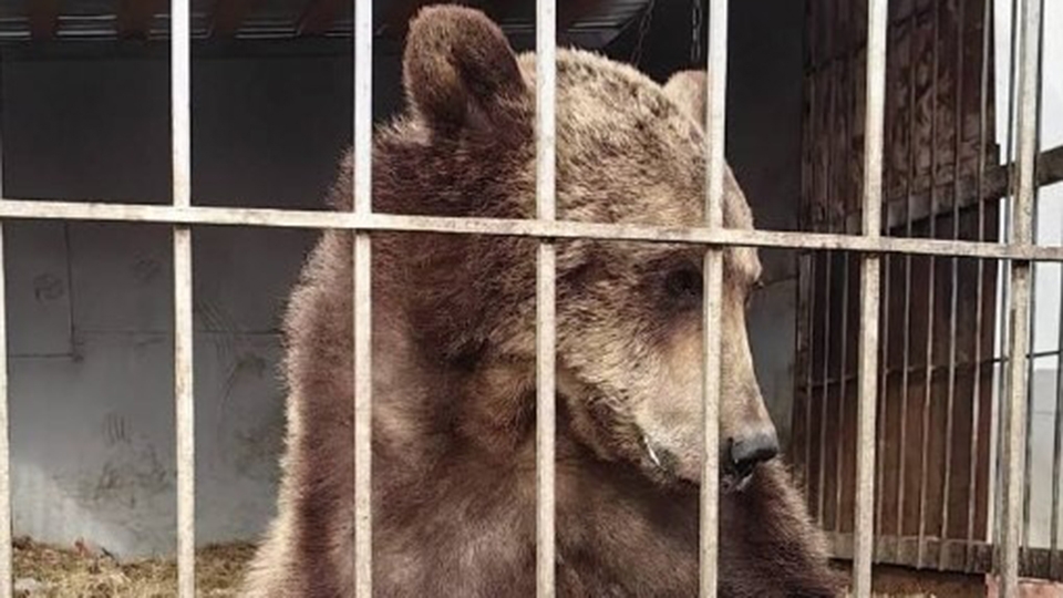 В Саратове у владельца изъяли медведицу Венеру. Ее ждут в белгородском зоопарке