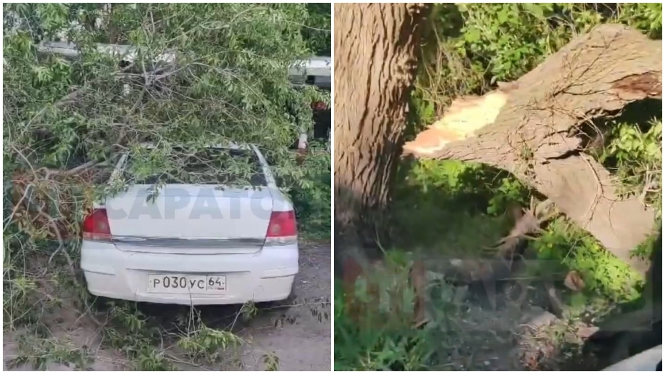 В Саратове дерево упало на припаркованные автомобили