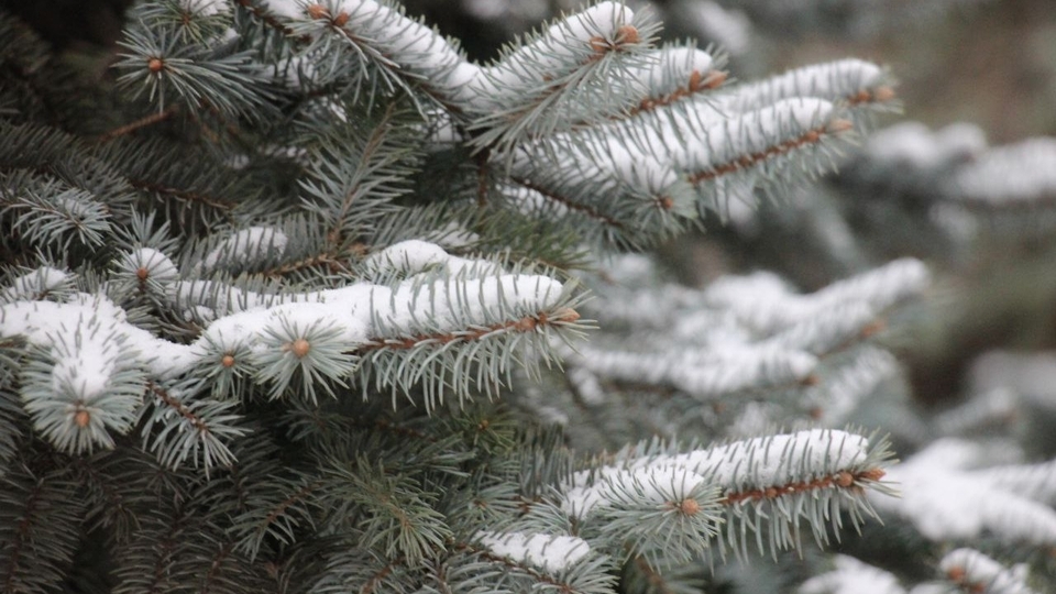 В понедельник саратовцев ждет небольшой снег