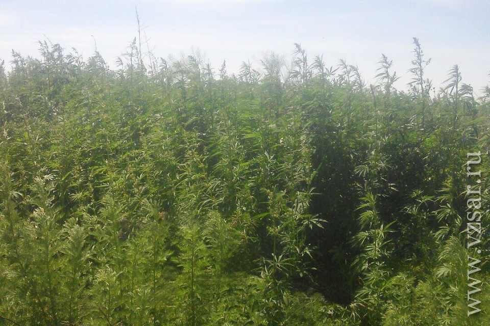 Конопля в саратовской области куплю семена марихуаны