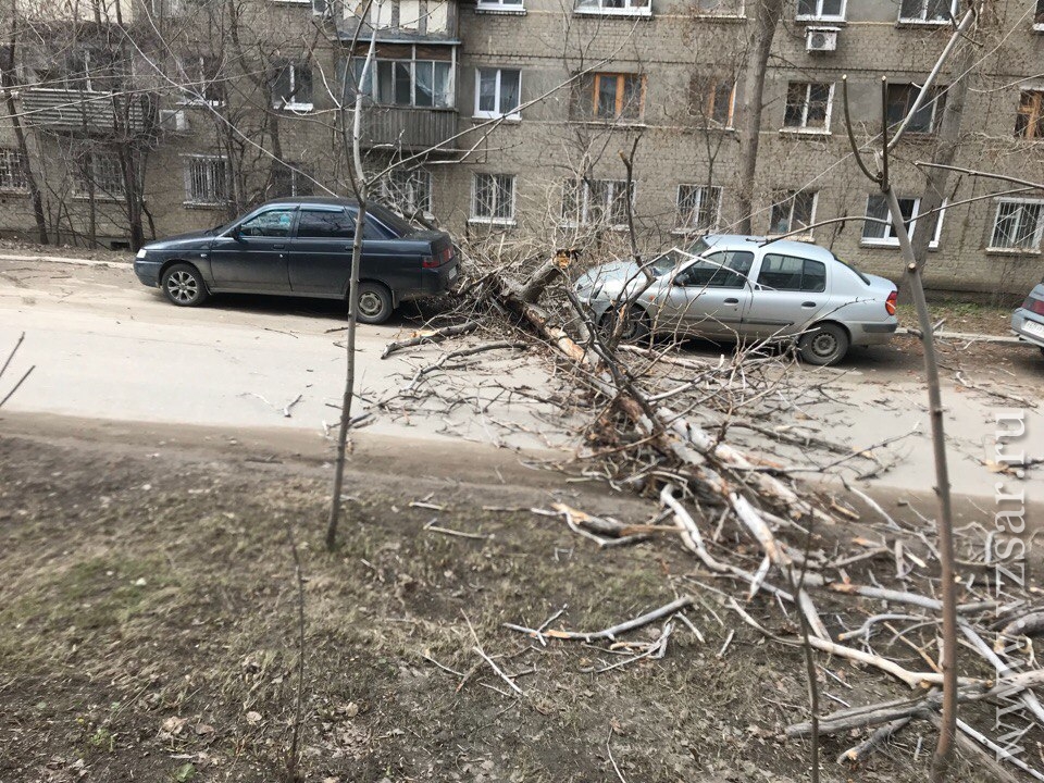 Сегодня был сильный. Деревья в Саратове старые. Шторм в Саратове. Шторм в Саратове 2000 года. Как сегодня в Новоаннинском упало дерево на машины у аптеки апрель.