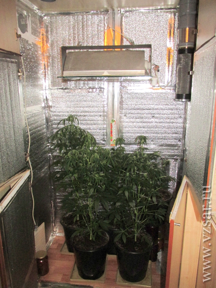 выращивание марихуаны на балконе