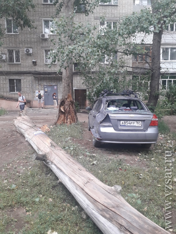 Определить Дерево По Фото Онлайн В Яндексе