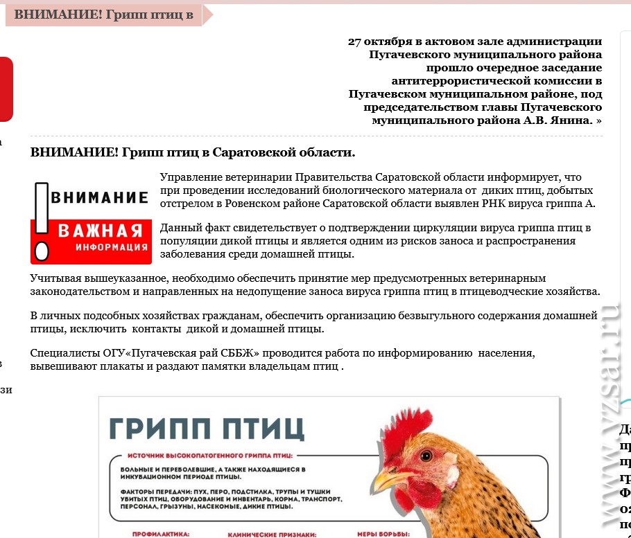 Был ли птичий грипп. Грипп птиц в Челябинской области. Откуда появился птичий грипп.
