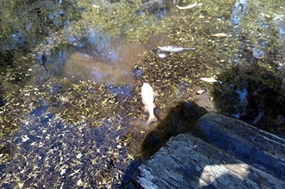 рыба в реке идолга. Смотреть фото рыба в реке идолга. Смотреть картинку рыба в реке идолга. Картинка про рыба в реке идолга. Фото рыба в реке идолга рыба в реке идолга. Смотреть фото рыба в реке идолга. Смотреть картинку рыба в реке идолга. Картинка про рыба в реке идолга. Фото рыба в реке идолга