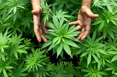 Конопля наркоман как посадить семена марихуаны