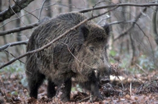 Охотничьи угодья в "Черных водах" готовы купить за 10 миллиардов рублей Охотничьи угодья в “Черных водах” готовы купить за 10 миллиардов рублей