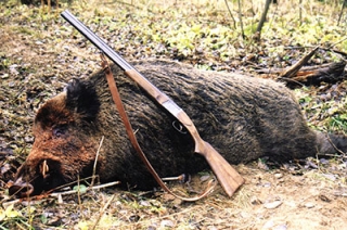 Фирма Сергея Канчера сорвала аукцион на 38 тысяч гектаров охотугодий Фирма Сергея Канчера сорвала аукцион на 38 тысяч гектаров охотугодий