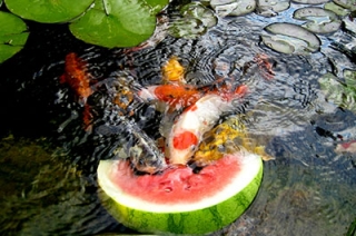 Губернатор рекомендовал чиновнику кормить рыбу арбузами Губернатор рекомендовал чиновнику кормить рыбу арбузами