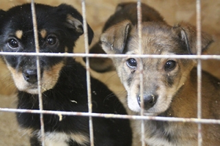 Руководство питомника возмущено идеей депутата отдавать собак на опыты Руководство питомника возмущено идеей депутата отдавать собак на опыты
